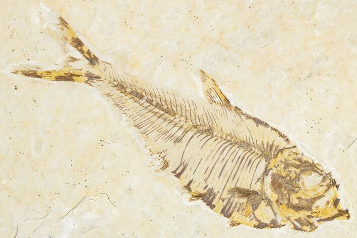 Bargain, Fossil Fish (Diplomystus) - Wyoming #348036